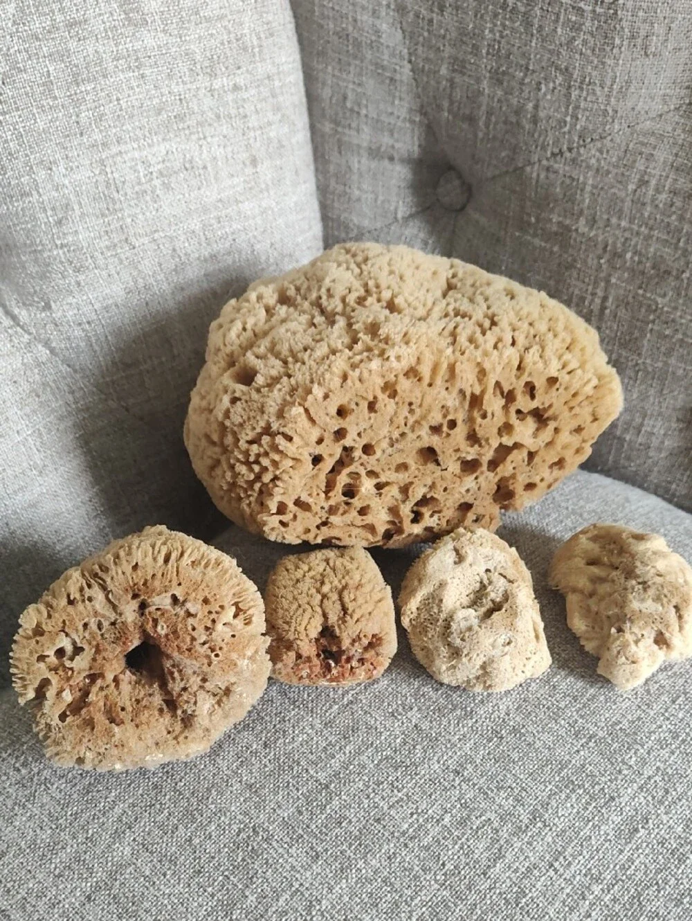 Natural Set Of 5 Beige Sea Sponges For Bath